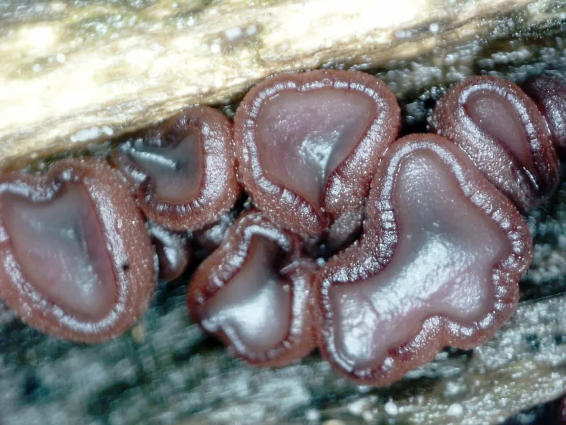 Ascocoryne cylichnium A 20 aumentos 1